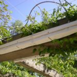Rain gutters on pergola beams with climbing plants overhead.
