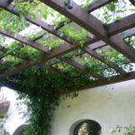 Pergola with vines growing along beams.