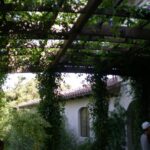 Pergola with leafy vines in front of house.